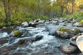 river on stone bed in forest