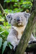 Grey koala on the tree