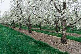 white cherry trees plantation