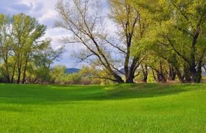 bright green grass in the forest