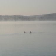 ducks on the lake in the fog