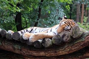 cute tiger cat resting portrait