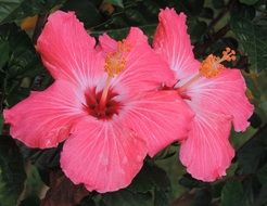 incomparable hibiscus pink
