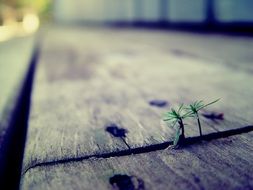 the plant grows in a crack in a wooden plank