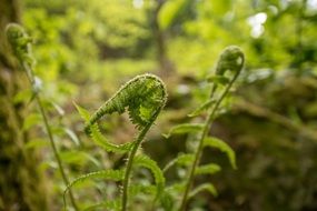 fern buds in t a forest