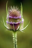 Closeup photo of teasel plant
