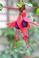 fuchsia colorful flower close-up