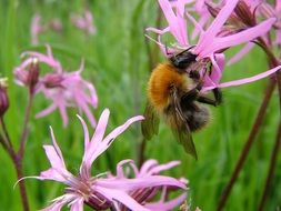 Bumblebee on the pink flower