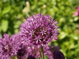 purple flowers on a background of nature