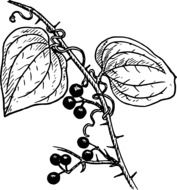 graphic image of a branch with berries and leaves