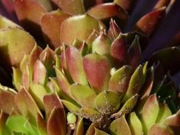 hens and chicks succulent