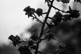 branch of a plant in black and white image
