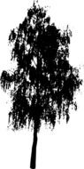 black silhouette of a birch tree as an illustration