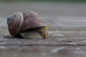beautiful snail on the stone