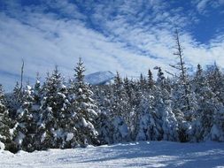 A lot of the snowy trees in the forest in winter