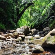 The stream flows through the stones in the forest