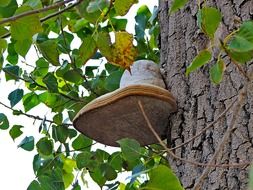 fungi on tree trunk