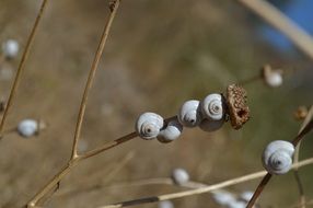 snails on dry branch