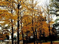 autumn trees in the park under the sunlight
