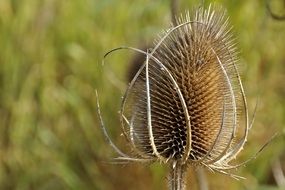 dry thistle flower in the field