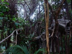 tropical jungle lianas