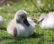 ducklings lie on the green grass