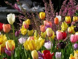 field of colorful bright tulips