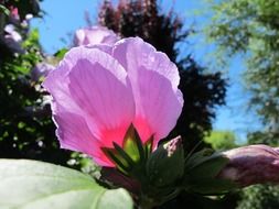 bright pink hibiscus flower
