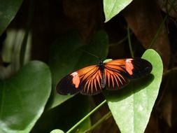 macro leaf butterfly insect wing