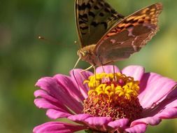 butterfly in the center of the pink flower close-up