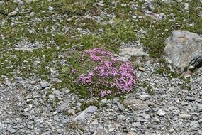 wild carnations among moss and stones