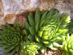 green stonecrop