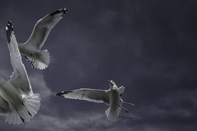 photo of ring-billed gull in flight