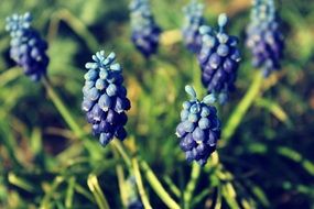 muscari flowers