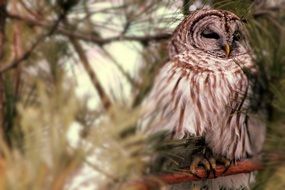 closeup photo of wild owl on a conifer tree