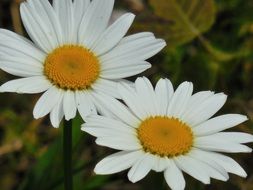 two sunny daisies