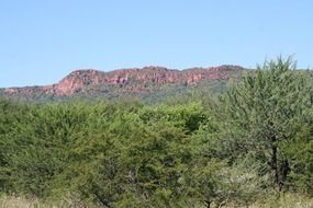 brushwood scrubs at plateau