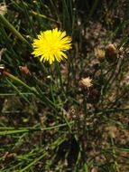 yellow dandelion in spring close-up