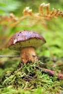 Closeup photo of forest mushroom