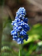 flowering blue hyacinth