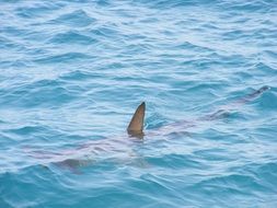 shark with a large fin in the water