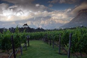 green vineyards on the mountain