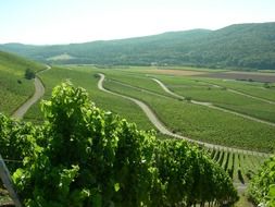 green vineyard natural landscape