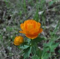Trollius kytmanovii orange flowers