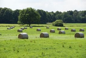 straw bales on the green field on a sunny day