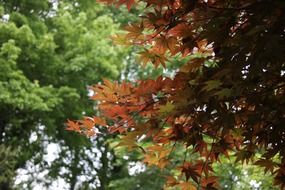trees in fall foliage close up