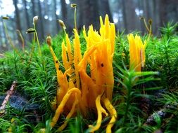 coral-like mushroom goatee