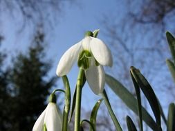 snowdrop flower