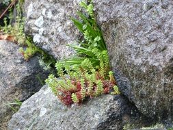 plants through large stones