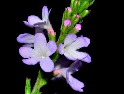 purple verbena flower macro